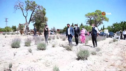 Gelibolu Tarihi Yarım Adası lavantalarla bezendi