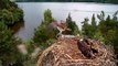 Osprey LR1 fledges 2021 - an osprey chick taking its first flight at Scottish Wildlife Trust's Loch of the Lowes reserve in Perthshire