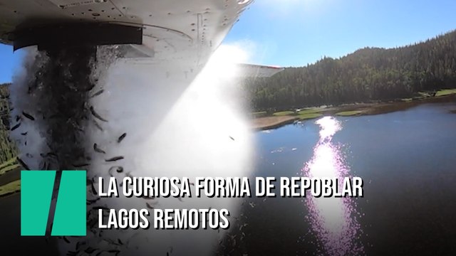 ¿Cómo repoblar la fauna de un lago remoto? Lanzando miles de peces desde una avioneta
