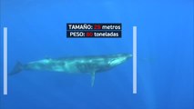 En 2021 se han duplicado los avistamientos de ballenas en las costas españolas