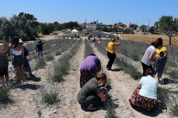 TARİHİ GELİBOLU YARIMADASI'NDAKİ LAVANTALARIN HASADI YAPILDI