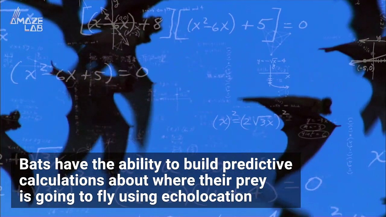 Do Bats Predict the Future to Track Their Prey?