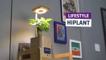 [CH]Hiplant
