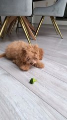 Playful Puppy Battles Broccoli