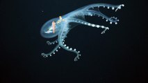 Researchers Capture Stunning Footage of Super-Rare Glass Octopus