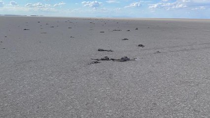 TUZ GÖLÜ'NDE YAVRU FLAMİNGO KATLİAMI