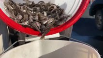 Arrojan miles de peces desde un avión para repoblar la fauna de un lago en Utah (EEUU)