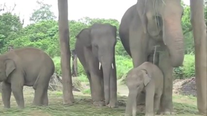 CUTEST BABY ELEPHANTS!!!TWIN BABIES!!!FUNNY AND ADORABLE VIDEO