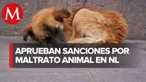 Con multas de hasta 22 mil pesos, NL aprueba Ley para proteger a animales domésticos