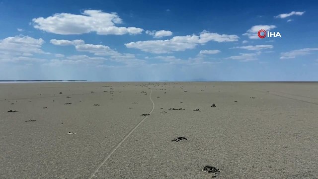 Flamingo cenneti Tuz Gölü'nde flamingo ölümleri