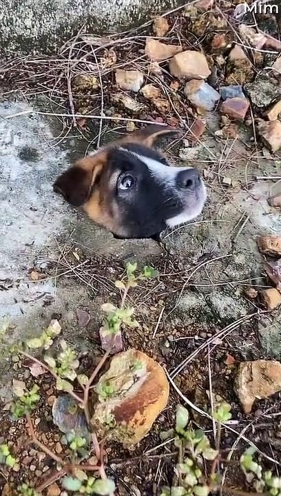 Stuck Puppy Gets Rescued from Drainage Canal