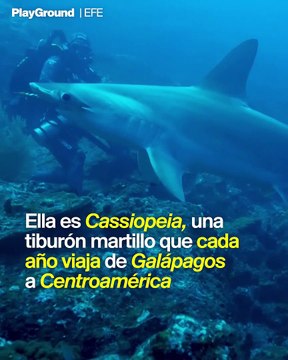 Esta tiburón martillo nadó para buscar guardería para sus crías y ahora nadie sabe dónde está
