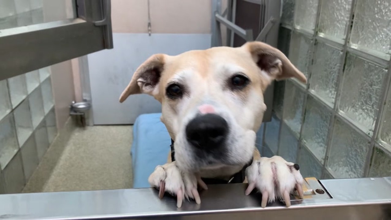 Taking precautions to protect your pets from the heat