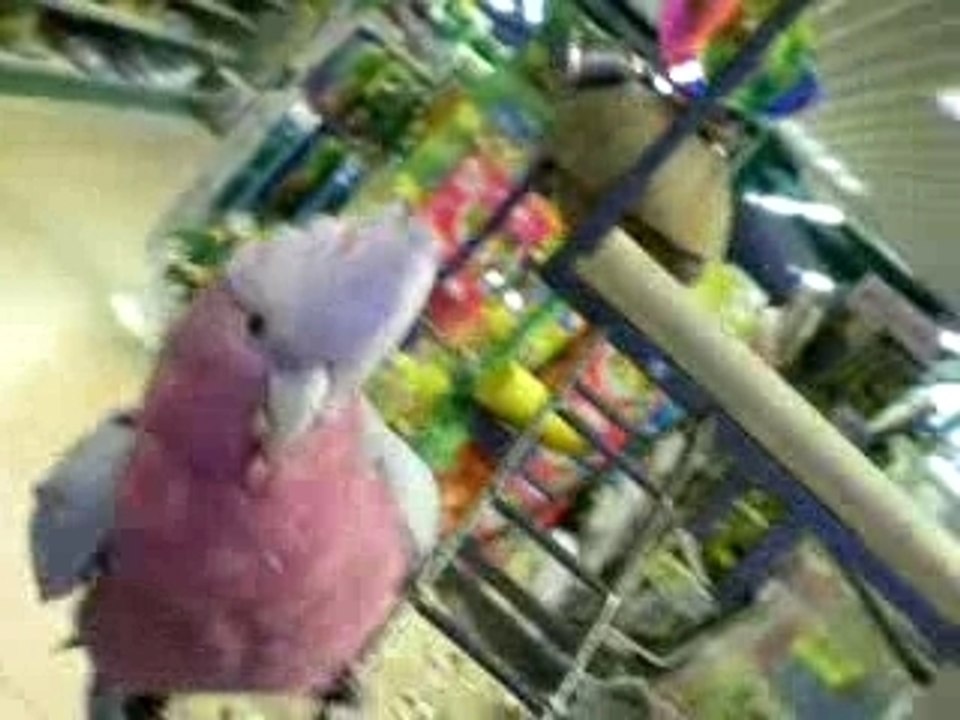cacatoo Loulou !