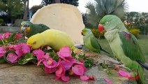 03.Super Cute Indian Ringneck Parrots