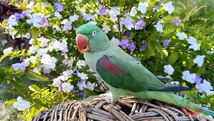 07.My Talking Parrot Pair