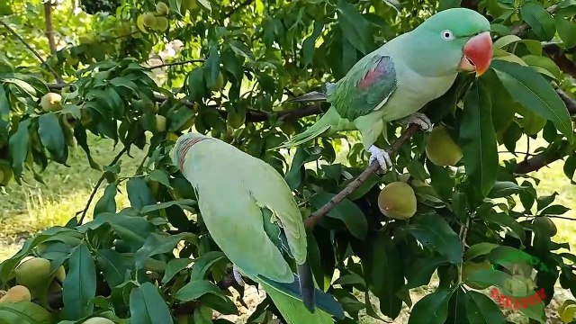 11.Green Parrots Eating Fresh Peaches From Tree_Trim