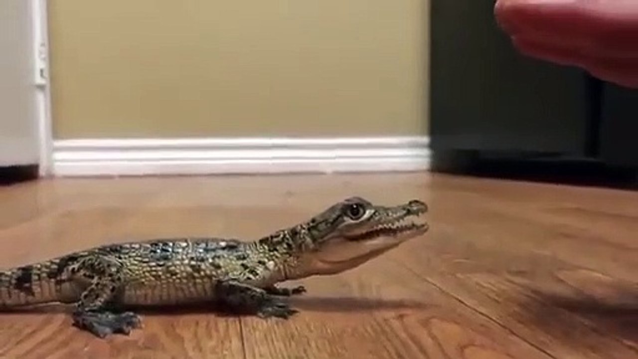 What baby Crocodiles really sound like　クロコダイルの赤ちゃんの鳴き声