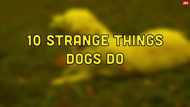 10 Odd Dog Behaviors and What They Actually Mean