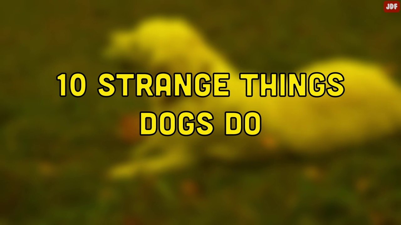 10 Odd Dog Behaviors and What They Actually Mean