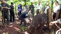 شاهد: إنقاذ فيل رضيع مصاب تخلّف عن قطيعه جنوب غرب الصين