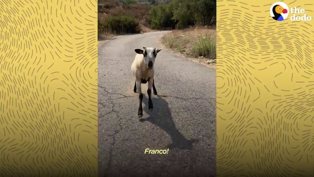 Sheep Jumps When He Hears His Dog Bestie's Name _ The Dodo Odd Couples # ANIMAL LOVERS