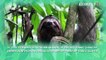 Fakta Menarik Sloth, Hewan Paling Lambat di Dunia