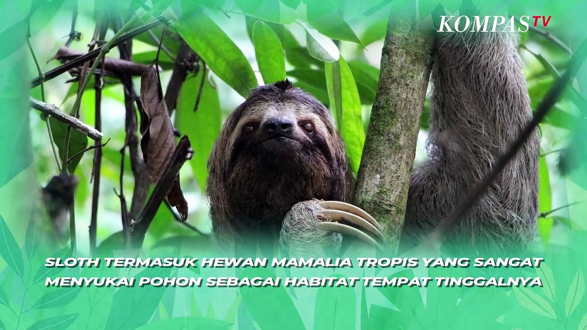 Fakta Menarik Sloth Hewan Paling Lambat Di Dunia Video Dailymotion