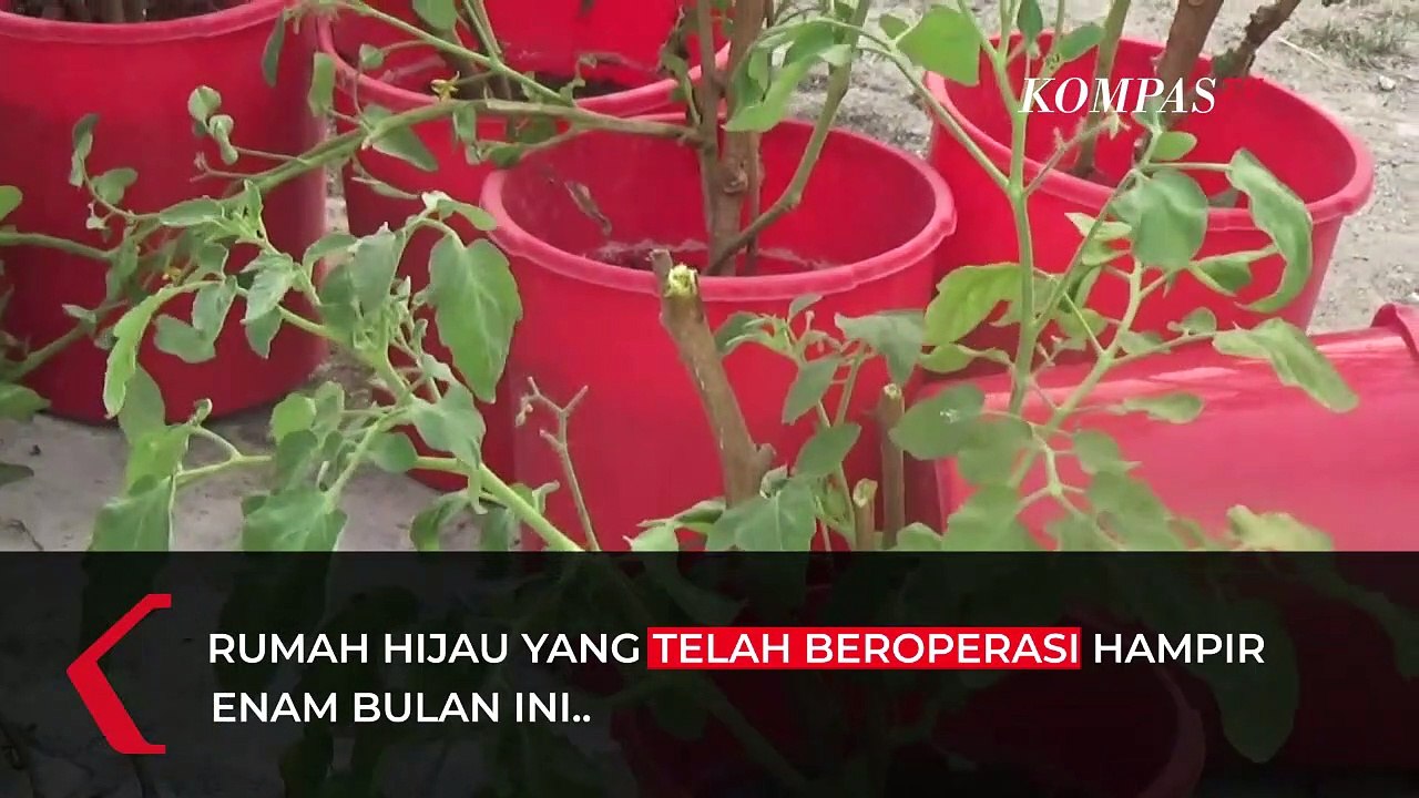 Sekelompok Ibu Rumah Tangga di Palu Bercocok Tanam untuk Persediaan Rumah di Masa Pandemi