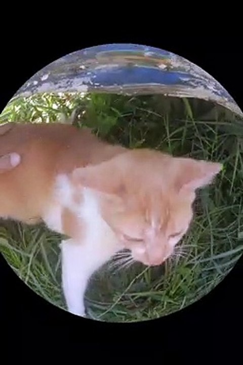 I found a cat on the street