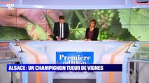 Alsace : un champignon tueur de vignes - 14/07