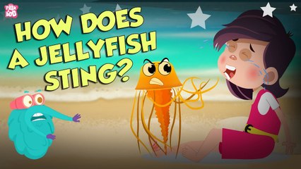 How Does A Jellyfish Sting? | Everything About Jellyfish | Dr Binocs Show | Peekaboo Kidz