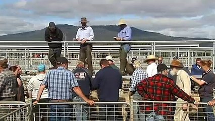 Lamb prices continuing to rise to record levels