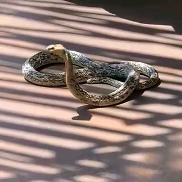 cute snake
