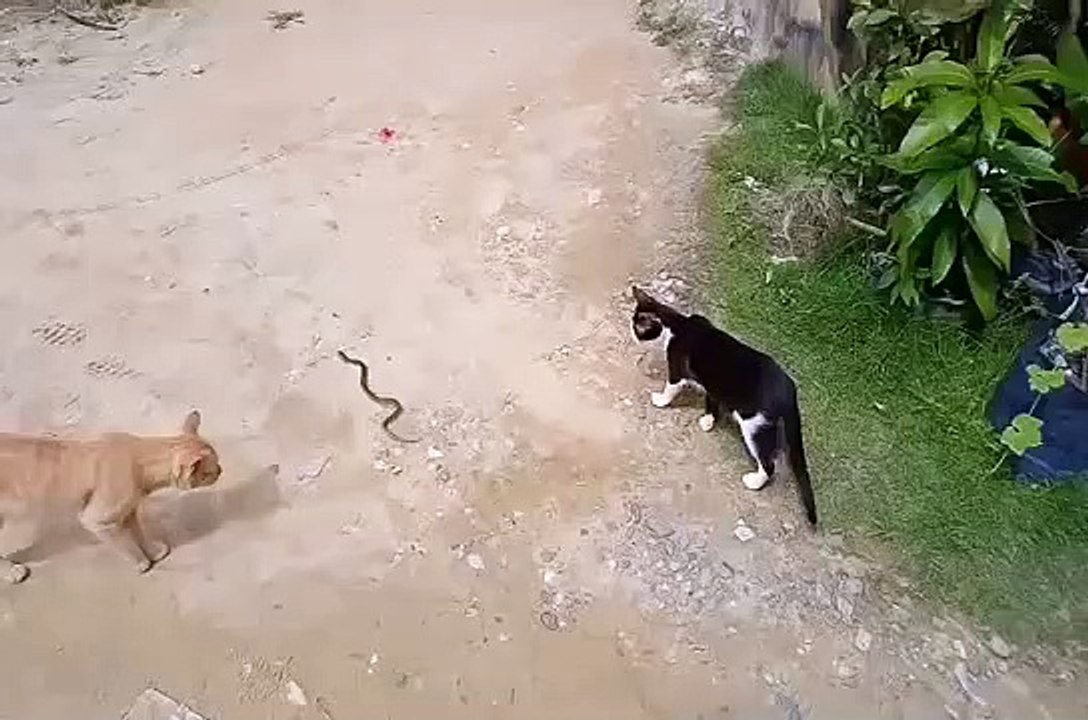 Cute baby cat vs cobra snake