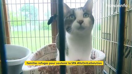 Pour lutter contre l’explosion des abandons, la SPA propose d'accueillir temporairement un animal