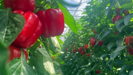 Cosechas perdidas en Inglaterra por falta de temporeros para recogerlas