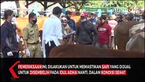 Pemeriksaan Hewan Kurban Jelang Idul Adha