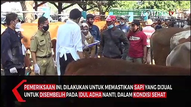 Pemeriksaan Hewan Kurban Jelang Idul Adha
