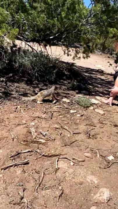 Helping a Thirsty Squirrel Through a Heatwave