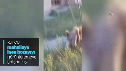 Görüntülemeye çalıştığı bozayı tarafından kovalanınca düşerek yaralandı. işte o görüntüler