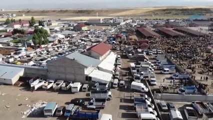 Bir tonluk boğalar alıcılarını bekliyor