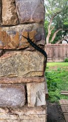 Huge Centipede Hides in Rock Wall