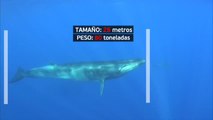 Impresionantes avistamientos de ballenas en la costa catalana del Garraf