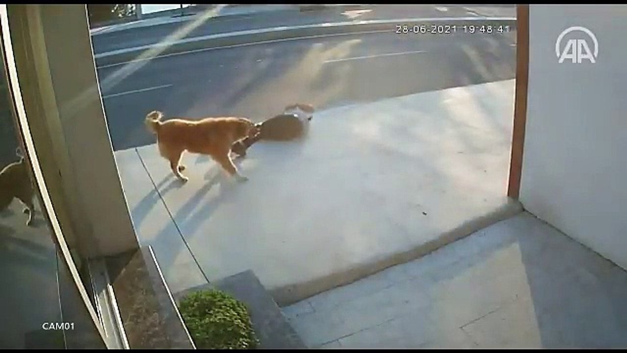 Un piéton percuté par un camion à cause d’un chien