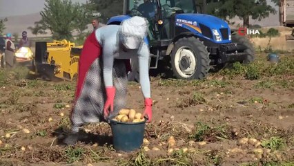 Niğde’de yazlık patates hasadı başladı