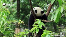 小熊友你在吃什么呀？