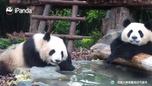熊猫私汤，泡到心飞扬