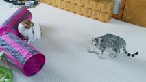 04.Introducing Our New Bengal Kittens To Our Adult Cats _ 4K