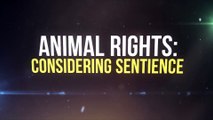 Animal Rights: Considering Sentience